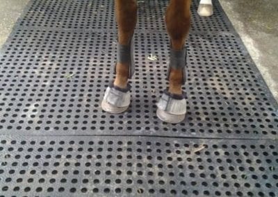 Equine