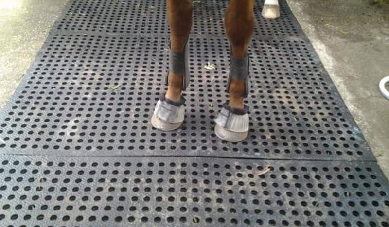 Equine